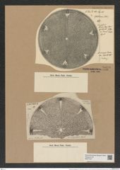 Aulacodiscus margaritaceus var. robustus Witt. (de-Toni-Nr.: Genus 182, Species 4515) Zeichnungen Sammlung Grunow Nr. 8099 (NHMW-BOT-W0377437)